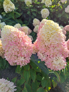 Picture of Hydrangea